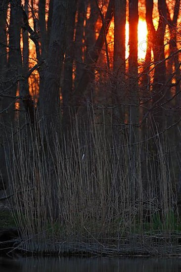 Sunset in the Alder Marsh Forest