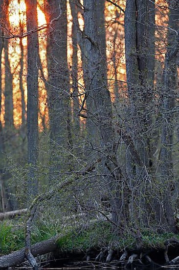 Sunset in the Alder Marsh Forest