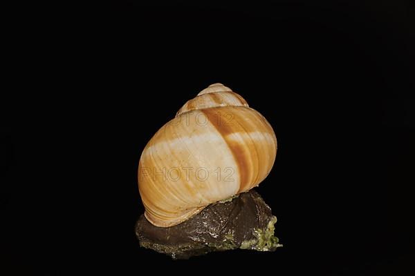 A striped Roman snail