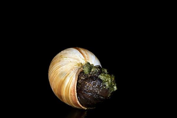 A striped Roman snail