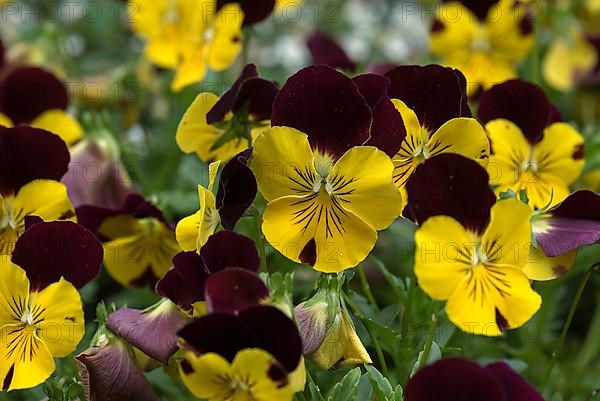 Flowering horned pansy