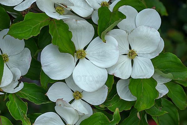 Blossoms of Japanese kousa dogwood