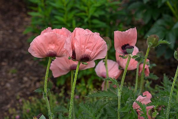 Flowers of the garden poppy