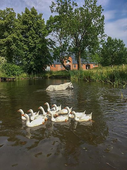 White horse and geese in a pond