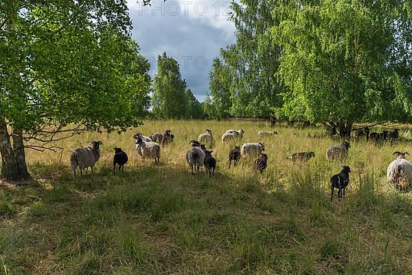 Heidschnucken grazing a nature reserve