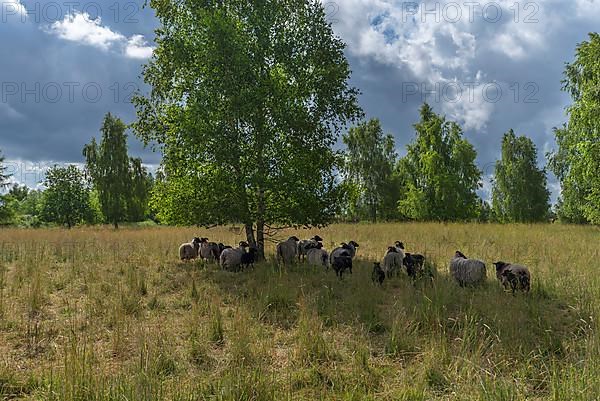 Heidschnucken grazing a nature reserve