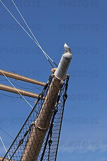 Seagull sitting on jib boom