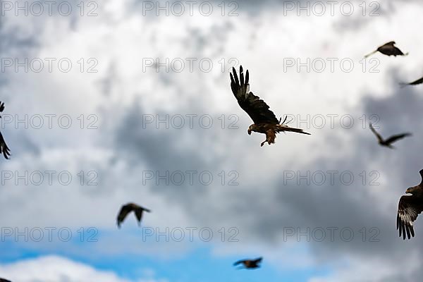 Flock of red kites