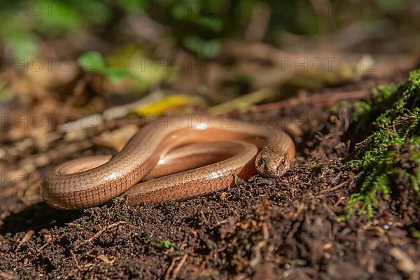 Slow worm