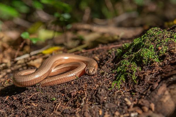 Slow worm