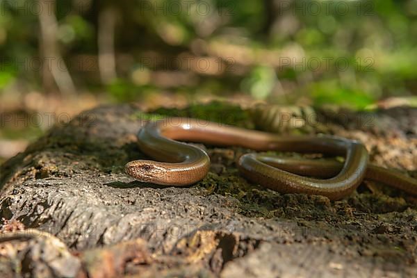 Slow worm