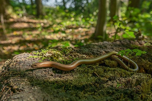 Slow worm