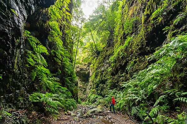 Hikers in the laurel forest of the water gorge