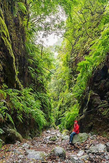 Hikers in the laurel forest of the water gorge