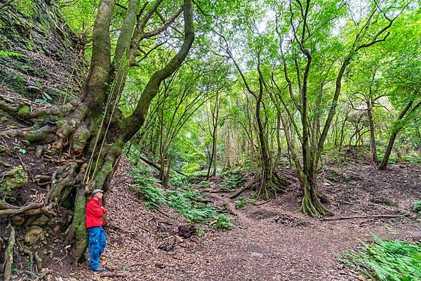 Hikers in the laurel forest Los Tilos