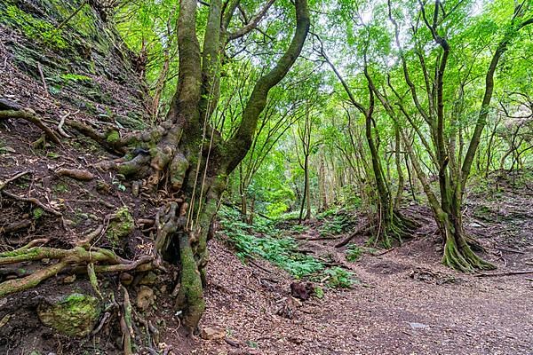 Laurel Forest Los Tilos