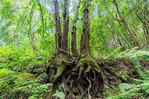 Laurel Forest Los Tilos