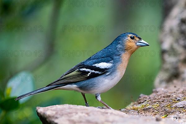 Endemic La Palma Chaffinch