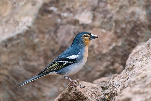 Endemic La Palma Chaffinch