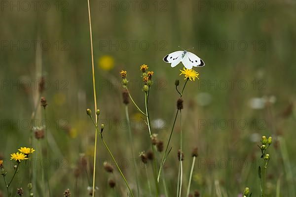 Cabbage butterfly