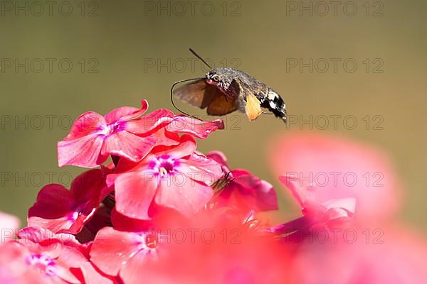 Hummingbird hawk-moth