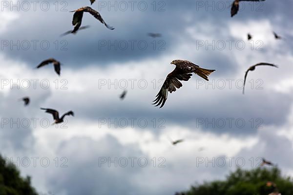 Flock of red kites