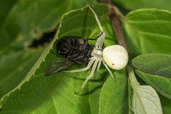 Variable crab spider