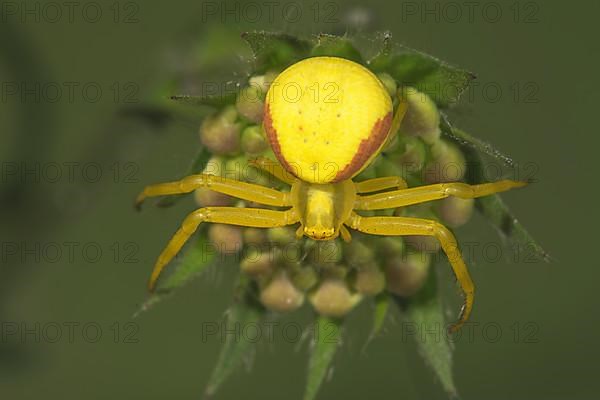 Variable crab spider