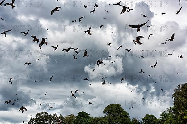 Flock of red kites