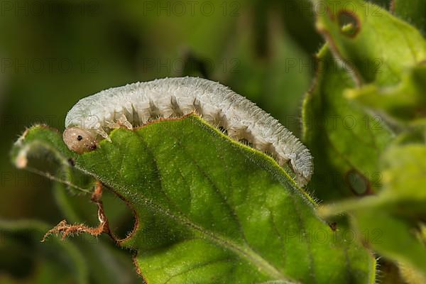 Sawflies