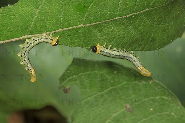 Leaf wasp larvae