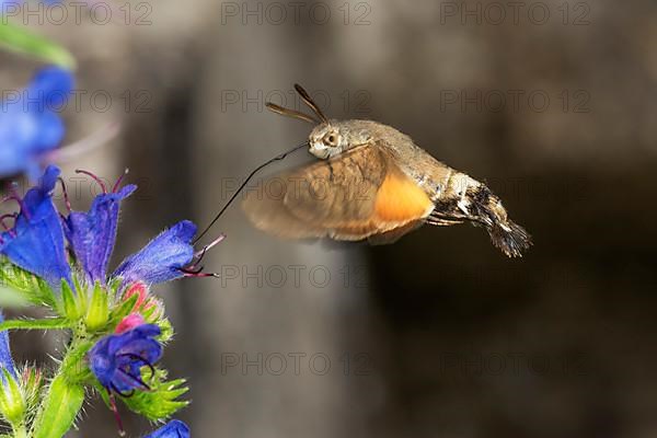 Hummingbird hawk-moth