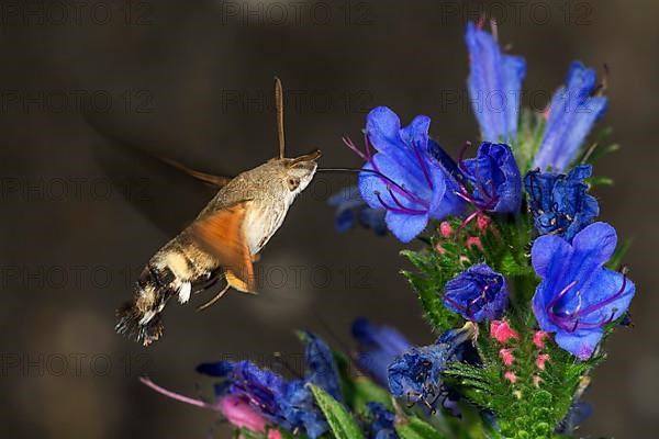 Hummingbird hawk-moth