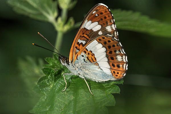 White admiral