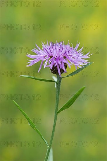 Meadow knapweed