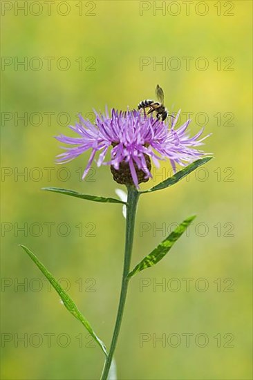 Meadow knapweed