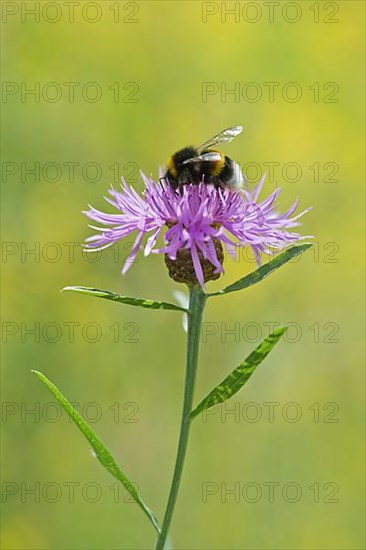 Brown knapweed