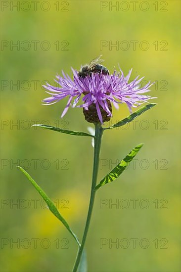 Meadow knapweed