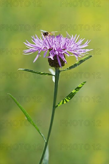 Meadow knapweed