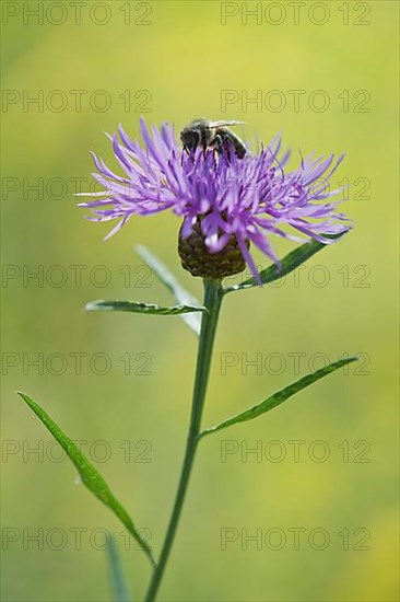 Meadow knapweed