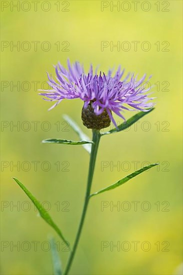 Meadow knapweed