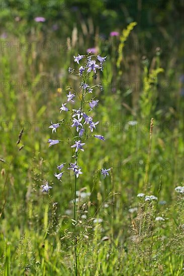 Meadow bellflower