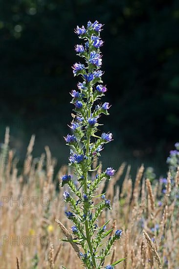 Viper's bugloss