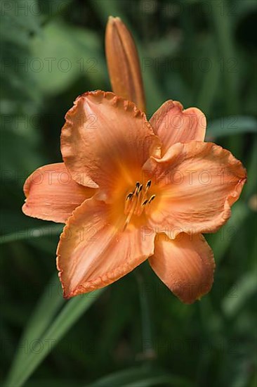 Daylily