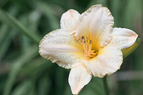 Daylily