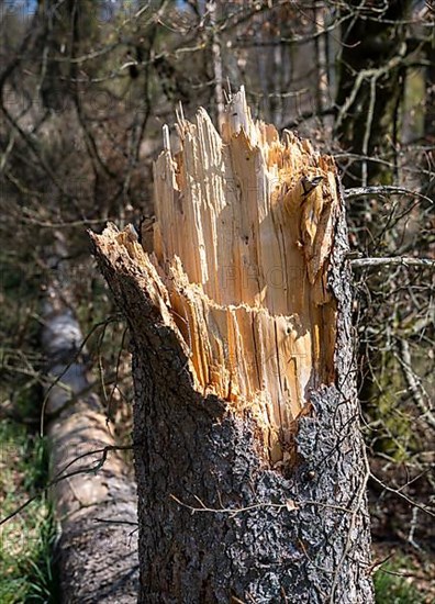 Fallen trees in Kellerwald-Edersee National Park