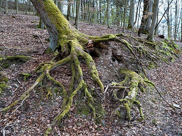 Tree roots in the Kellerwald-Edersee National Park