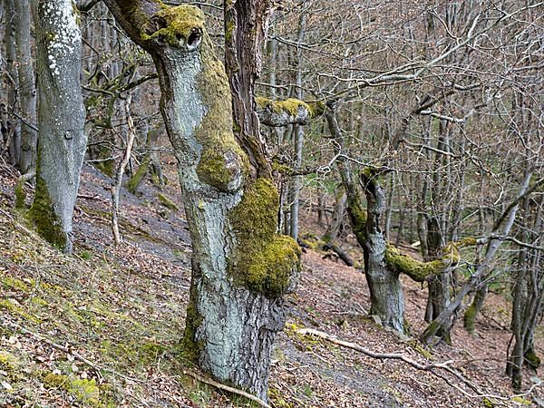 Gnarled trees in the Kellerwald-Edersee National Park