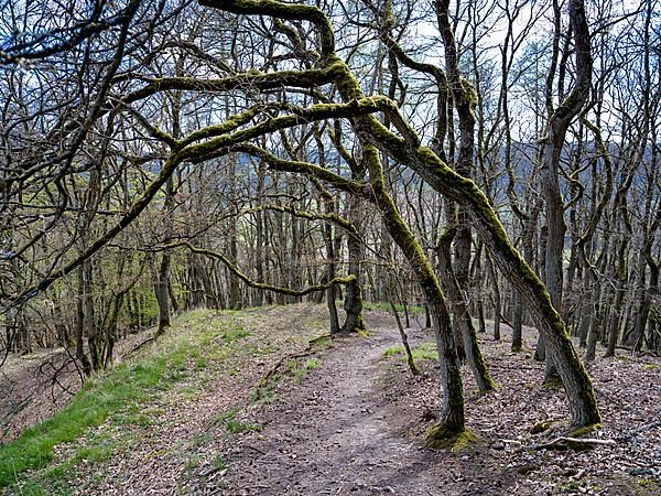 Gnarled trees along a hiking trail in the Kellerwald-Edersee National Park
