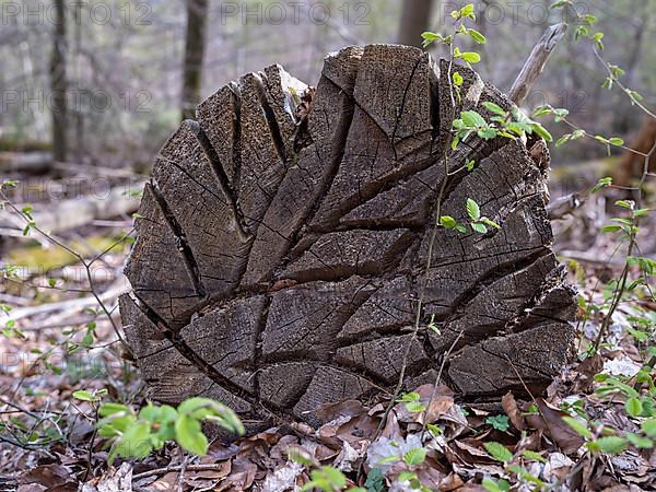 Cut surface with grooves from a felled tree in the Kellerwald-Edersee National Park